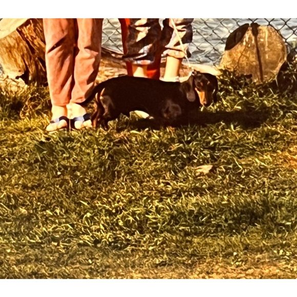 Dachsund Dog with Family on Oregon Coast Found Photo Snapshot 1994 Brindle - Picture 3 of 5